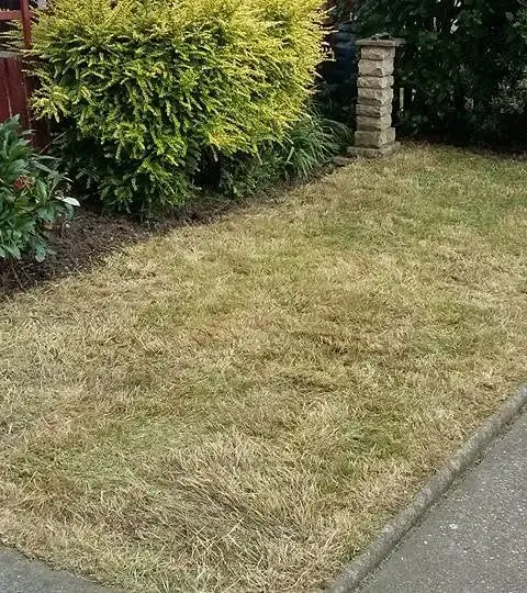 Overgrown Garden Clearance after image After image of an overgrown garden that has been cleared in Oranmore