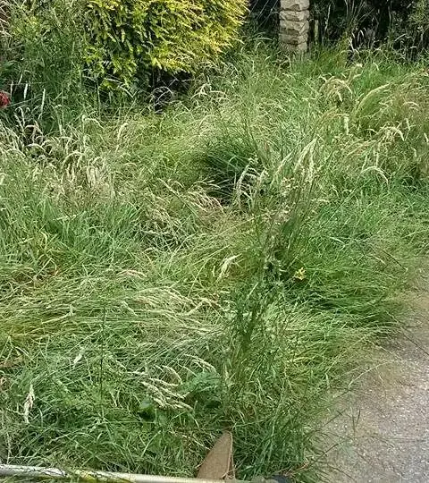 Overgrown Garden Clearance before image Before image of an overgrown garden ready to be cleared in Oranmore